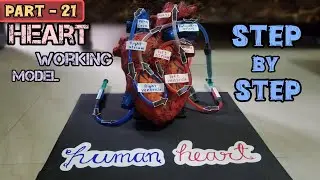 Biology Project _ Heart working model_3d model #science#biology#medical