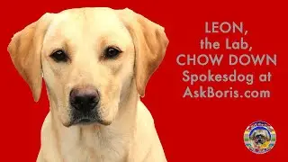 Leon the Labrador Retriever - Chow Down Dog Food Spokesdog at the Ask Boris Website