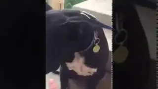 How to boop a snoot