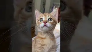 Cat 😺🐈 cute 🥰 Hii Baba