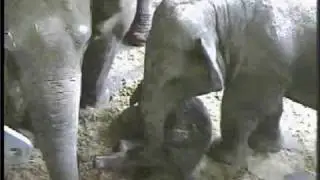 Baby elephant is born at Antwerp Zoo