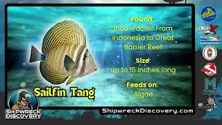 Sailfin Tang in Shipwreck Discovery