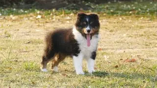 You Won't Believe This Dog's Wild Side! #ShetlandSheepdog #Sheltie #WildlifeDocumentary #DogShorts