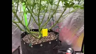 Peanut Butter Pie - Raw Genetics