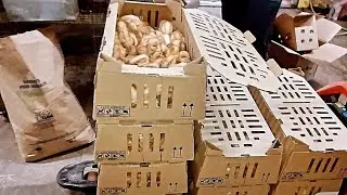L'arrivée de notre 2eme achats de BB PONDEUSES à Kazanimal Abymes - Le 14/11/2025.