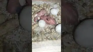 Short 90 Terzo #budgies #budgieslove #cocorite #pulli #third #newborn #newbudgie #newbird #sweets