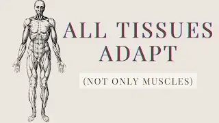 All Tissues Adapt (Not Only Muscles)