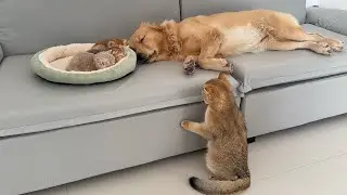 A golden retriever was guarding the kittens as they slept when a big cat disturbed them!So cute!