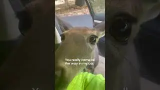 the deer of curiosity and friendliness 🥺🦌