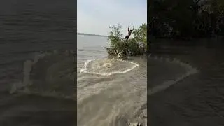 Amazing river castnet fishing catch a big fish. #shorts #Amazing #fishing #fish #village #river