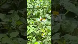 #Wildflowers #Honey bee #nature