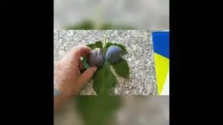 Инжир сорта Discovery Park fig variety