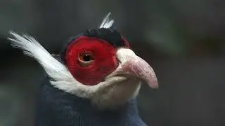 Close-up Blue Eared-Pheasant   4K