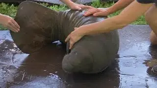 Mother-Calf Manatee Rescue in New Port Richey, Florida