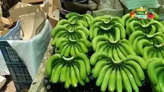 banana loading to mumbai | banana supplier | banana exporter | business | ideas | Cavendish banana