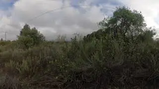 Bernard Field Station: Site 3 Spring 2025 - California sage scrub
