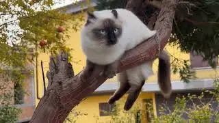 &ldquo;Camillo vs. Gravity: The Goofiest Cat Fall Ever!&rdquo;