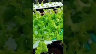 Invicta Lettuce 29th day | Wealth From Hydroponics