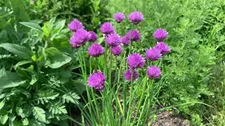 Bieslook ~ Allium schoenoprasum  |  NL Bloeit! ~ Planten van hier