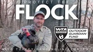 ЗАЩИТИТЕ СТАЮ: Кольцевание диких индеек в Кентукки | Фонд WTA Outdoor Guardian