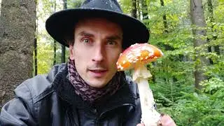 Die Gattung der Wulstlinge/Knollenbl&auml;tterpilze und Streiflinge