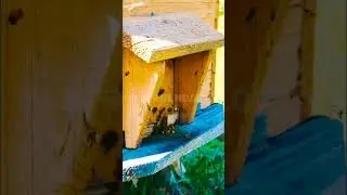 Soul Journey &ndash; Calm Escape Short.. #calmshorts #cat #livemusia #relaxingmusic #cute #melodiesforsoul