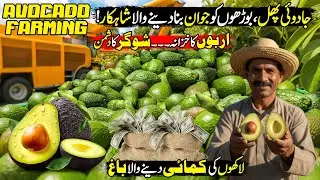 Avocado Farming in Pakistan REALLY Better Than Other Fruits for Big Income? | Discover Pakistan