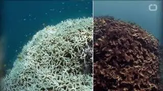 Storm Surges and the Florida Reef Tract