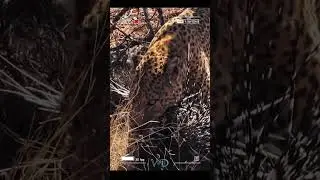 Leopard attacks porcupine.. Instantly regrets it!