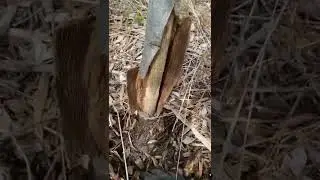 Mulching Wrong Kills Trees!!!