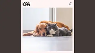 Energil&auml;kande Musik f&ouml;r Hundar