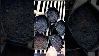 Cara Mudah menanam bayam di polybag dari biji cuma 15 HST sudah bisa panen... !!!