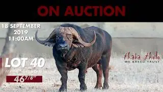 Matetsi son - Limited Matetsi genetics on Auction