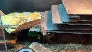 Baby Red Ackie monitor eating Dubia roach and in shed