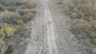 South Texas Brush Country Ranch 4K drone stock footage of present wildlife.
