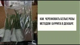 Как черенковать белые розы методом Буррита