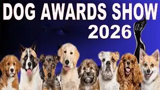 Dog Awards Show | Dog Show 2026 | cute puppies adorable video #puppy #cute #cutedog #dog #shorts