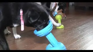 Bonbal from Pet Projekt