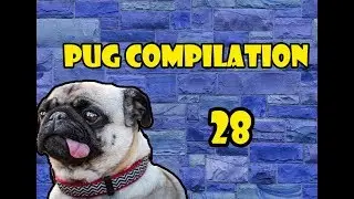 Pug Compilation 28 - Funny Dogs Compilation 2018 | Best Funny Dog Videos Ever