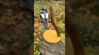 The European pied flycatcher #wood #woodworking #birds #woodcarving #woodscraft #flycatcher #bird