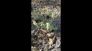 The Pea Family - Locoweed