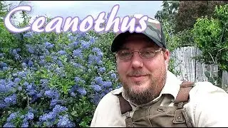8 причин вырастить цеанотус в своем ландшафте!