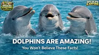 Dolphins Are Smarter Than You Think! Scientists Are Shocked! 