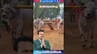 KVS Bulls on fire🔥🔥🔥