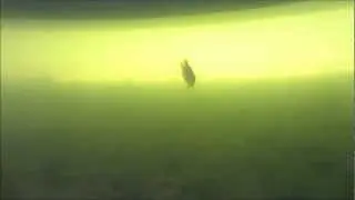 I See Fish People: Elmore State Park