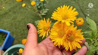 Guldavari flowers Bloom in solankis garden🏡 😇😍