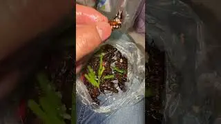 #friedcricket #streetfood #cricket #insectfood