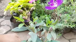 Melastoma plant / Melastoma plant care / Melastoma plant sunlight