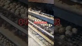 качество - гарантія - доступні ціни - вирощування перепілок