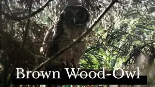 Brown Wood-Owl (Strix leptogrammica) Sikkim, India 🇮🇳